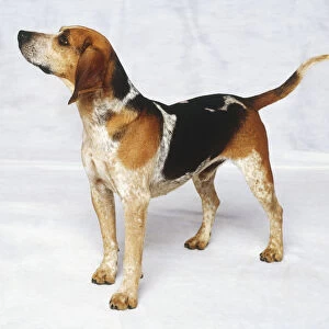 Standing Beagle Dog (Canis familiaris), side view