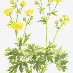 botany, bud, buttercup, cut out, flower, foliage, meadow buttercup, growth, leaf