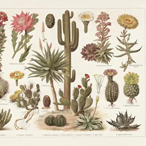 Cacti, chromolithograph, published in 1897