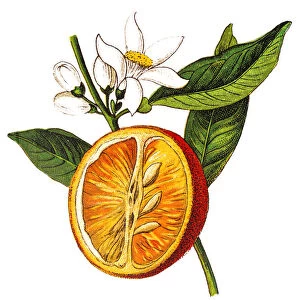 Citrus aurantium (Bitter orange, Seville orange, sour orange, bigarade orange, marmalade orange) (Citrus vulgaris)