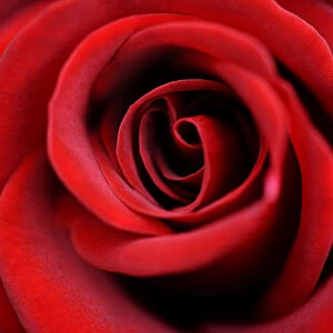 Detail, red Rose (Rosa)