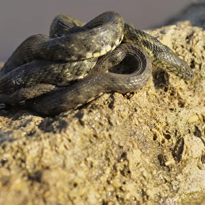 Dice Snake -Natrix tessellata-, basking, focussing gaze on frog in water, Bulgaria