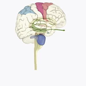 Digital illustration of highlighted areas in human brain affected by motor disorders