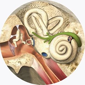 Digital illustration of middle and inner ear