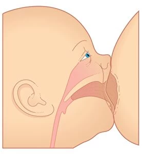 Digital illustration showing baby breastfeeding