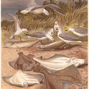 European plaice (Pleuronectes platessa) and seagulls, lithograph, published 1884