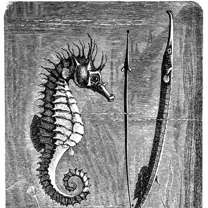 Greater pipefish and short-snouted seahorse