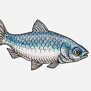 Illustration of a blue fish, side view