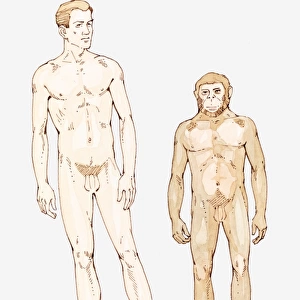 Illustration of Homo sapiens and Homo habilis