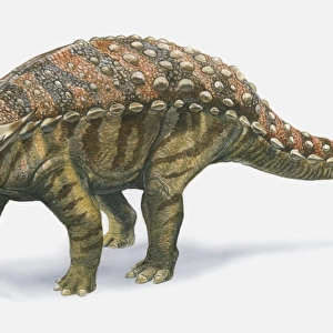Illustration of Sauropelta dinosaur, side view