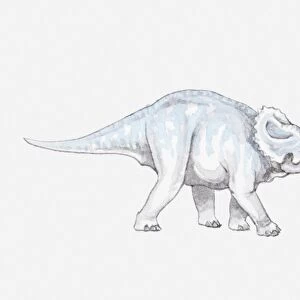 Illustration of a Triceratops dinosaur, Cretaceous period
