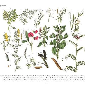 Legumes, Victorian Botanical Illustration