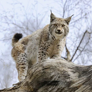 Lynx -Lynx lynx- standing on a tree trunk, captive, Thuringia, Germany