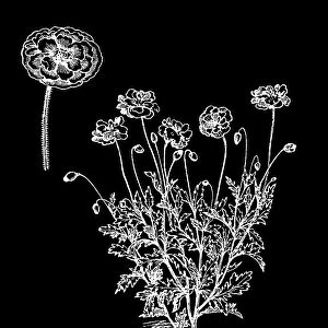Old engraved illustration of Botany, common poppy, corn poppy, corn rose, field poppy, Flanders poppy, and red poppy