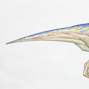 Parasaurolophus, side view