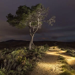 Path lit with ligh panting at night