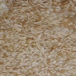 Sheep fleece showing texture & color of the wool