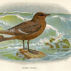 Sterom petrel birds from Great Britain 1897