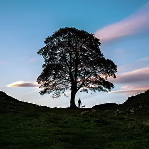 Sycamore Gap Tree near Crag Lough in Northumberland, England