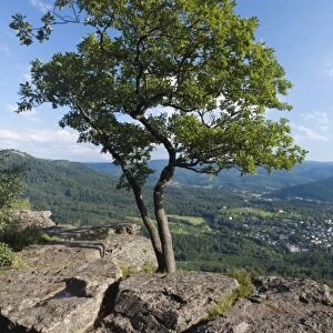 Tree on Battert mountain above Baden Baden, Baden-Wuerttemberg, Germany, Europe