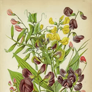 Vicia, Black Bitter Vetch and Pea Victorian Botanical Illustration