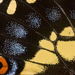 Wing Detail of Papilio polyxenes butterfly