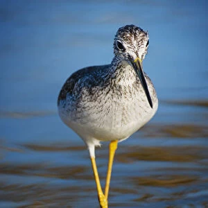 Yellow Legs Walking in Blue Water at Fort Myers Beach, Florida
