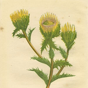 Yellow wild flower carline thistle Victorian botanical print by Anne Pratt