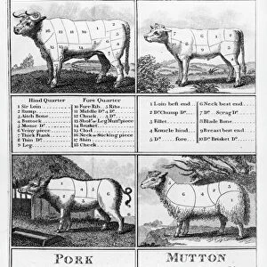 Beef, Veal, Pork, and Mutton Cuts, 1802 (engraving) (b / w photo)
