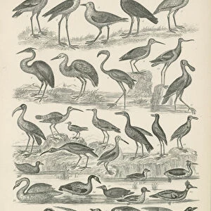 Birds (engraving)