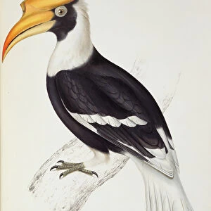 Buceros Cavatus, from A Century of Birds from the Himalaya Mountains, 1830-32