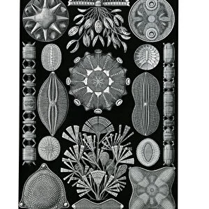 Diatomea, 1899-1904 (colour litho)