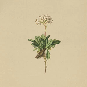Entire Leaved Valerian (Valeriana saliunca) (colour litho)
