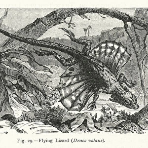 Flying Lizard, Draco volans (engraving)