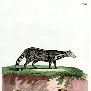 Large Indian Civet (coloured engraving)