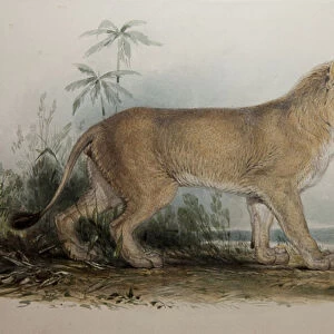 Maneless Lion of Guzerat, 1835 (w / c on paper)