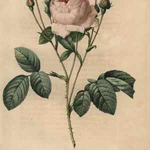 Pink rose, Rosa centifolia carnea, 1817 (engraving)