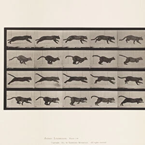 Plate 720. Cat; Galloping, 1885 (collotype on paper)