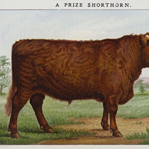 A Prize Shorthorn (chromolitho)