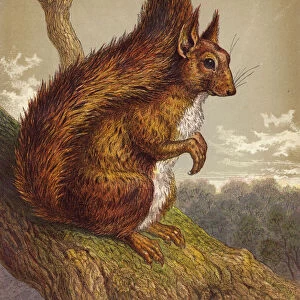 Red Squirrel (colour litho)