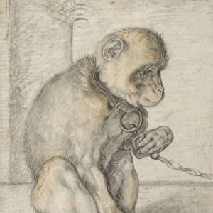 A Seated Monkey on a Chain, 1592-1602 (black, ochre and red chalks)