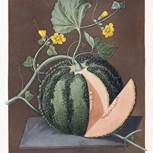 Silver Rock Melon, 1812 (aquatint and stipple-engraving