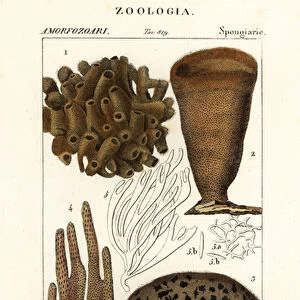 Species of marine demosponges and soft corals