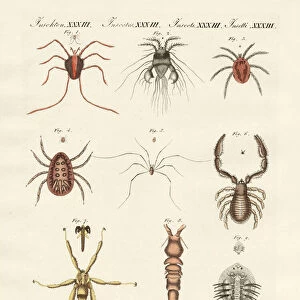 Wonderful insects (coloured engraving)