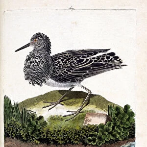 Zoological chart (ornithology): the fighter or the male sea peacock