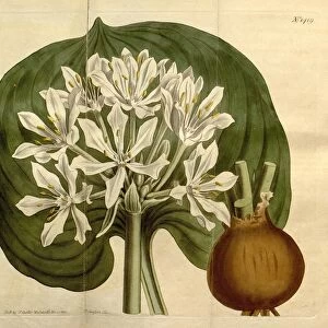 Botanical print by Sydenham Teast Edwards 1768 aaa 1819, Sydenham Edwards was a natural