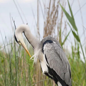 Grey Heron preening at waterside with reedbed in background, Ardea cinerea, Hungary