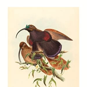 John Gould and W. Hart (British, active 1851 1898 ), Drepanornis albertisi (Black-billed