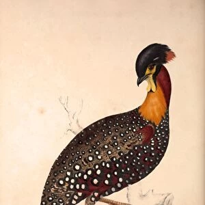 Tragopan Hastingsii (male). Birds from the Himalaya Mountains, engraving 1831 by