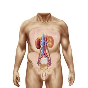 Anatomy of male urinary system